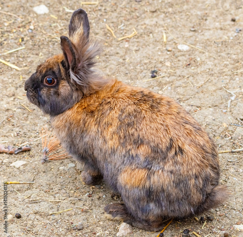 beautiful little fluffy rabbit