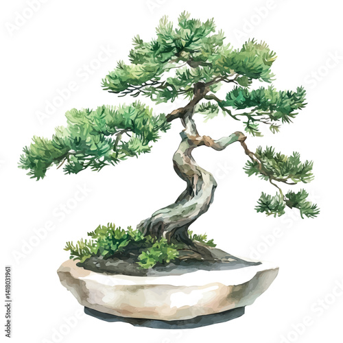 Juniper Bonsai Tree With Dense Foliage, watercolor vector, isolated on a white background.