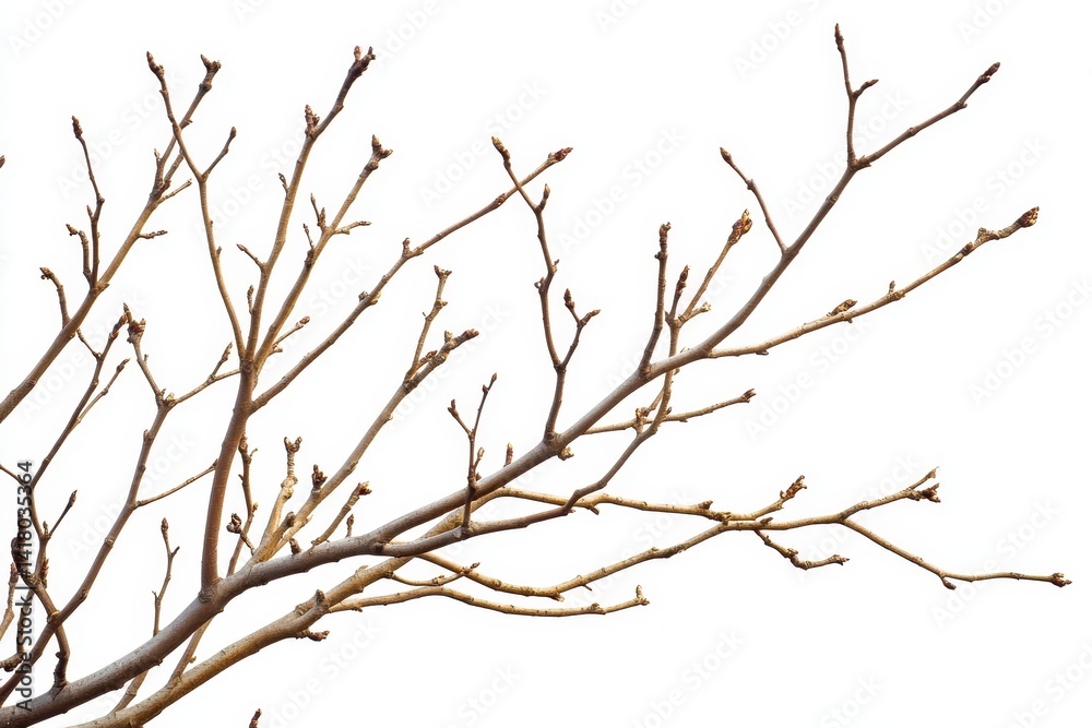 Bare branches reaching for spring hinting at new life against a bright white background Subtle textures detailed twigs minimal visual Bare branches reaching for spring hinting at new life against a bright white background Subtle textures detailed twigs minimal visual