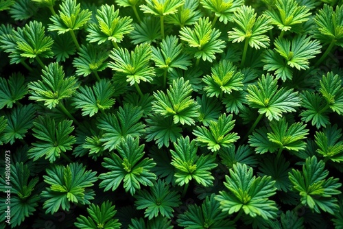Intricate parsley leaves form a repeating design , plant, repeat