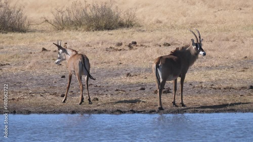 Two Roan antelope at a lake in Khaudum National Park Namibia photo
