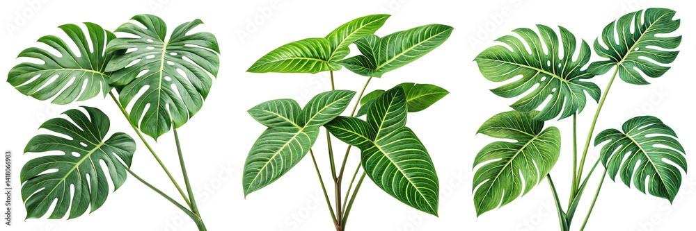 Fototapeta premium Set of a green plant with many leaves isolated on a transparent background