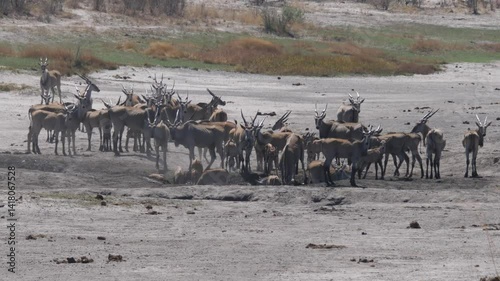 Herd of Roan antelope at a waterpool in Khaudum National Park Namibia photo