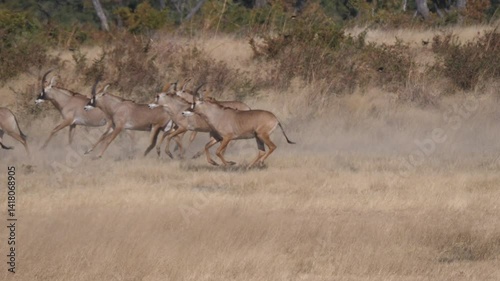 Herd of Roan antelope running in Khaudum National Park Namibia