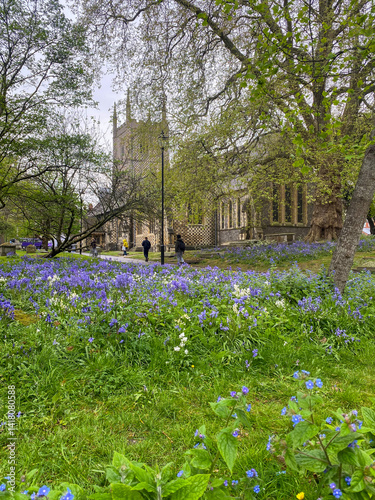 Bluebells flowering in spring in the churchyard at Reading Minster in Reading, Berkshire, UK