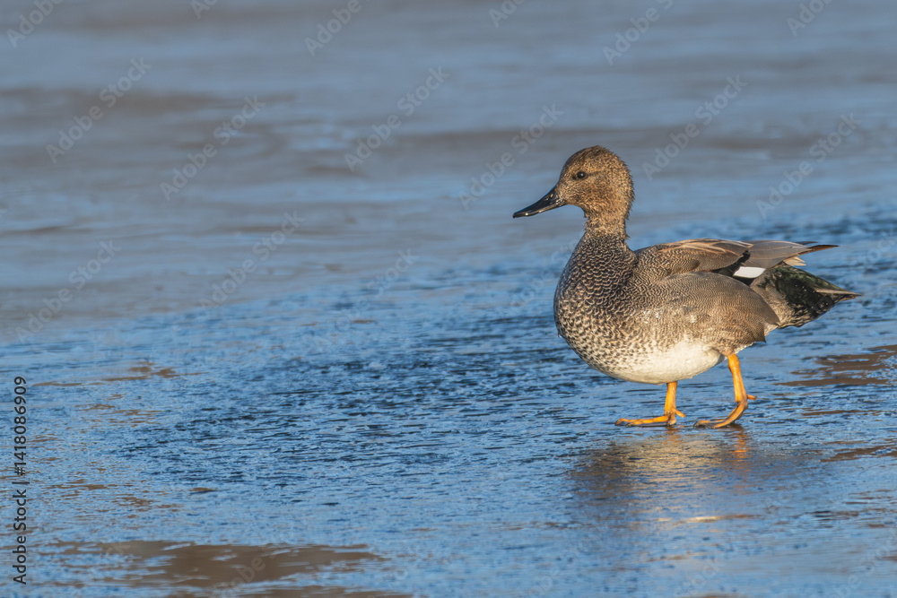 Gadwall walking on a frozen lake. Gadwall walking on a frozen lake.