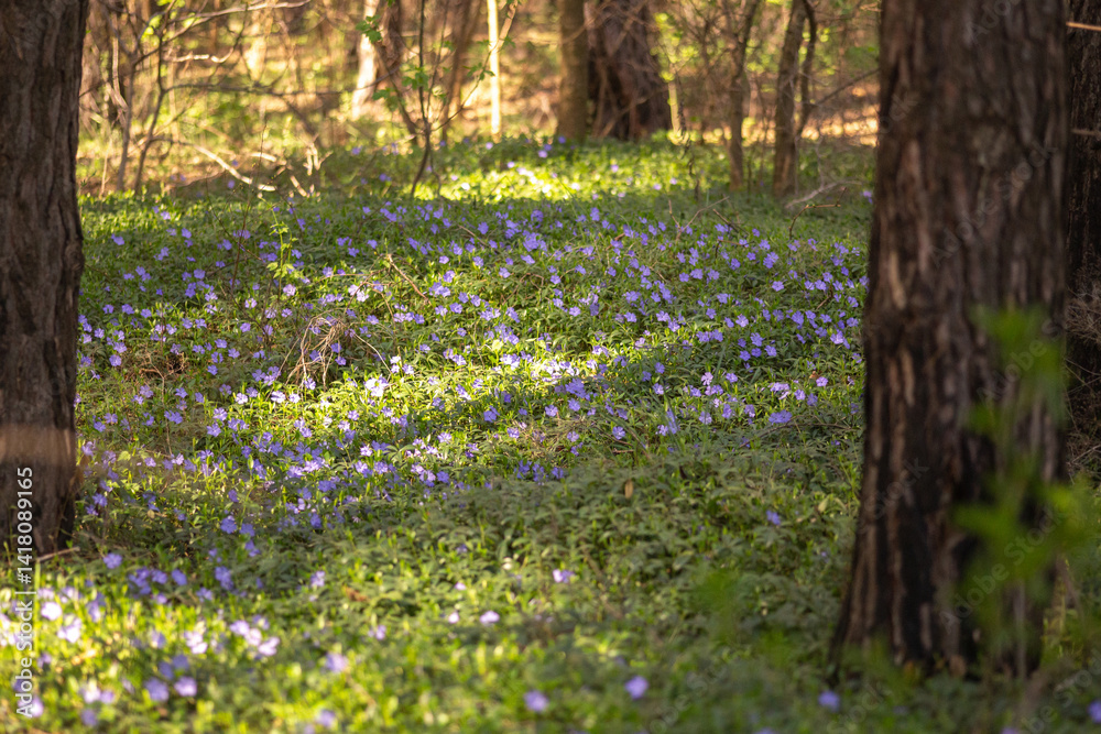 Fototapeta premium spring flowers in the garden