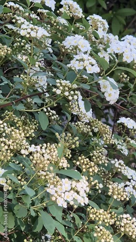 Blossomed bush with white flowers swaying in wind