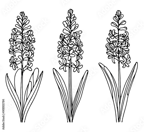 Set outline Hyacinth leaves, doodle floral pattern. Hand drawn Botanical drawing. Detailed line art hyacinths illustration. Simple Stylized flowers. Black and White blossom sketch 