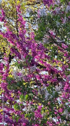 Blooming tree branches with vivid colors
