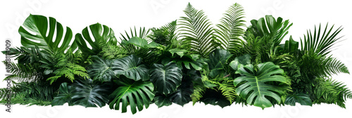 Lush Tropical Jungle Foliage Composition, Isolated on Transparent Background, PNG, Green Leaves, Monstera, Tropical Plants, Jungle, Foliage