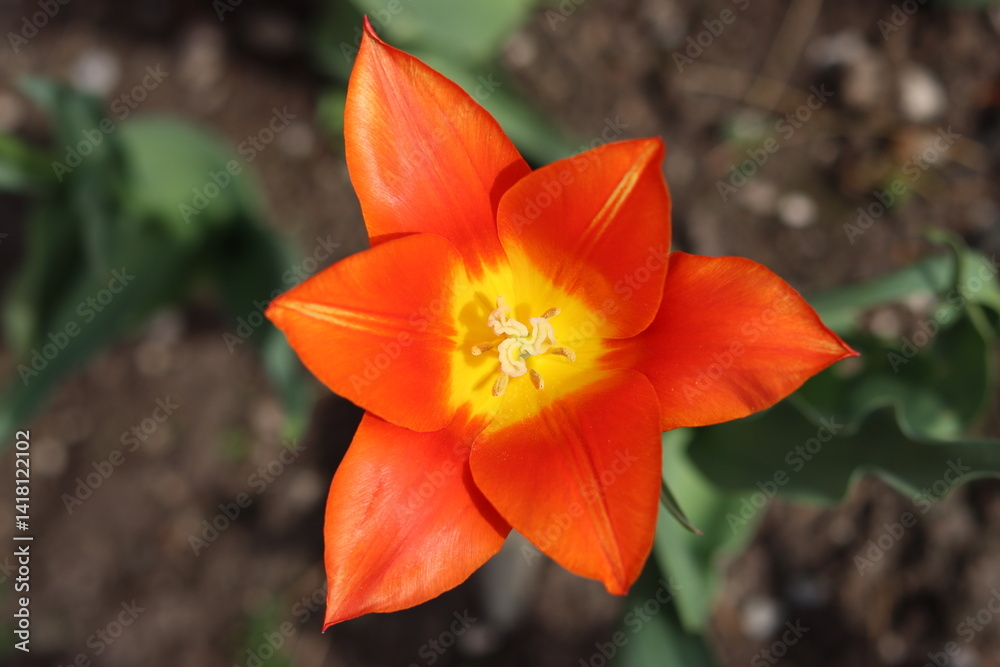 Fototapeta premium Close up of a red and yellow tulip