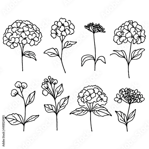 Set of outline hydrangea, leaves, doodle floral pattern. Hand drawn Botanical drawing. Detailed line art Rhododendron, Geranium illustration. Simple Stylized flowers. Elegant Black and White blossom