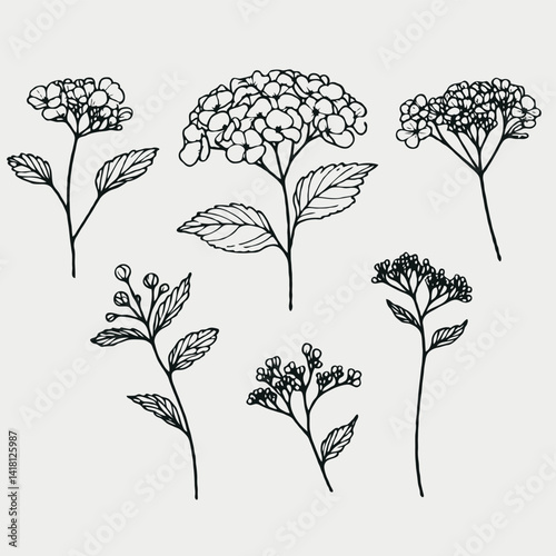 Set of outline hydrangea, leaves, doodle floral pattern. Hand drawn Botanical drawing. Detailed line art Rhododendron, Geranium illustration. Simple Stylized flowers. Elegant Black and White blossom