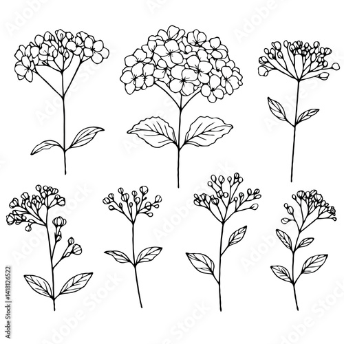Set of outline hydrangea, leaves, doodle floral pattern. Hand drawn Botanical drawing. Detailed line art Rhododendron, Geranium illustration. Simple Stylized flowers. Elegant Black and White blossom