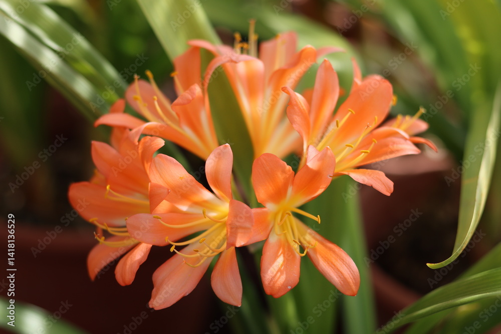 Close up of orange clivia flowers Close up of orange clivia flowers