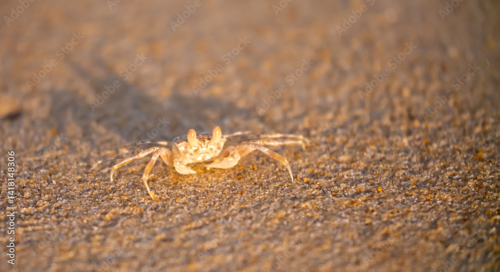 A crab on the beach is running on the white sand. Exotic animals in the resorts of tropical islands. The concept of a beach holiday in the tropics. A crab on the beach is running on the white sand. Exotic animals in the resorts of tropical islands. The concept of a beach holiday in the tropics.