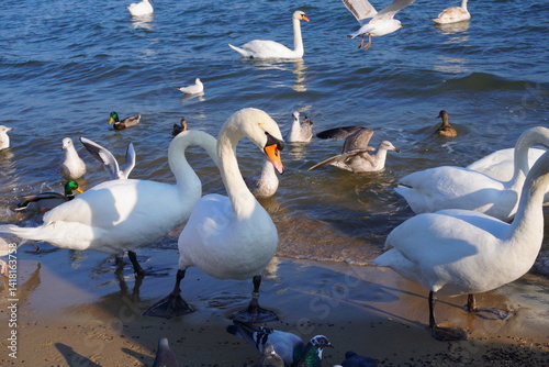 mewy na plaży Sopot