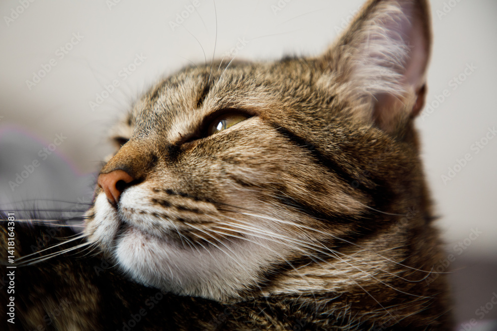 Portrait of little adorable gray cat indoors