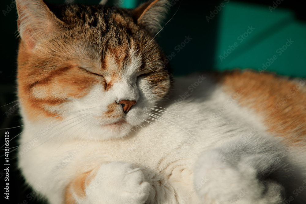 Portrait of little adorable tri-color cat indoors