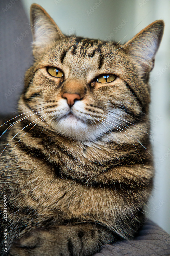 Portrait of little adorable gray cat indoors