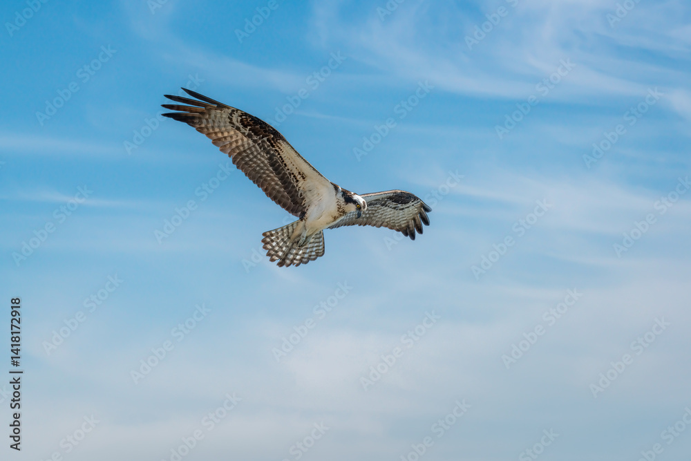 osprey in flight osprey in flight