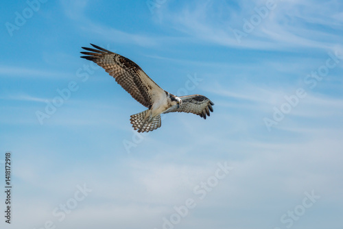 osprey in flight