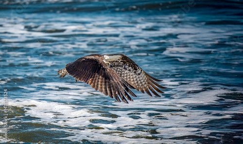 osprey in flight