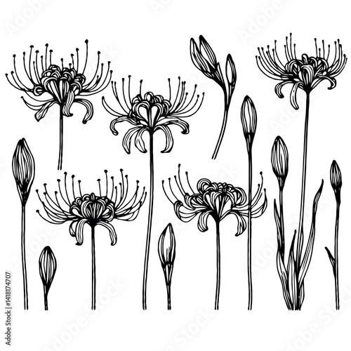 Set of outline lily, leaves, doodle floral pattern. Hand drawn lilies Botanical drawing. Detailed line art Lycoris illustration. Simple Stylized flowers. Elegant Black and White blossom