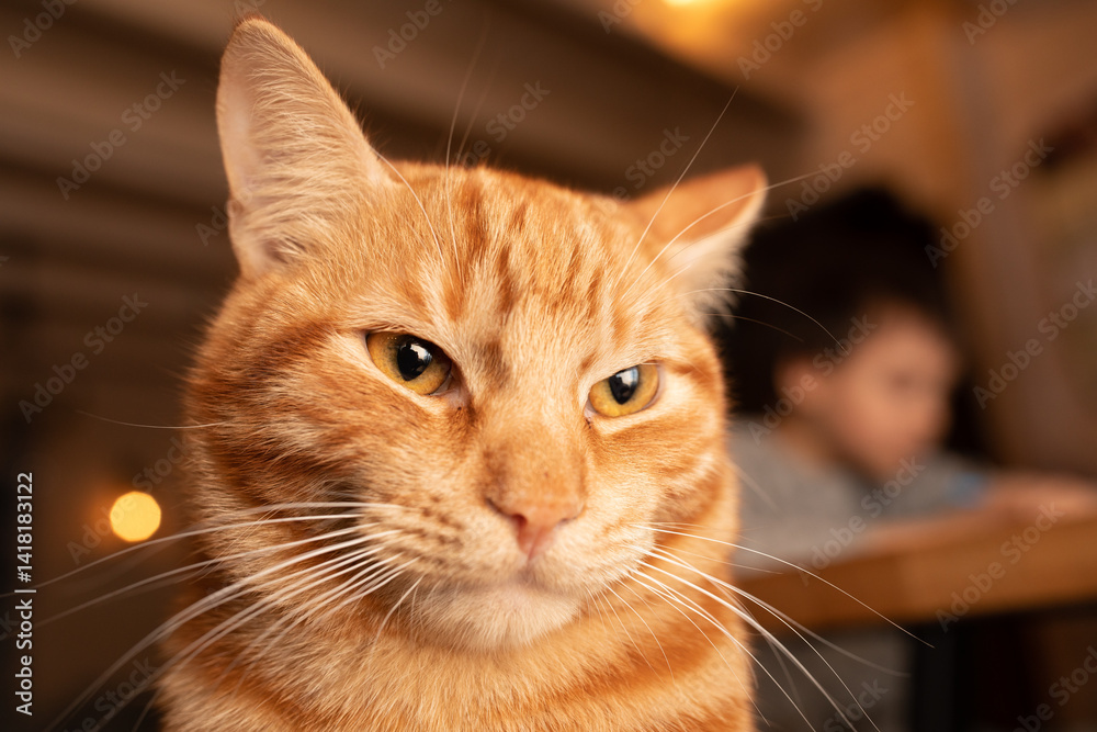Portrait of little adorable red cat indoors