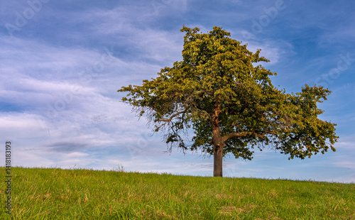 Spätsommerlicher Apfelbaum in stimmungsvoller Abendstimmung auf einer Streuobstwiese in Swisttal photo