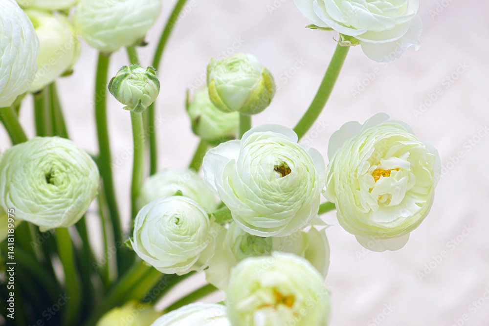 Modern mono-bouquet in a vase - close-up detail. Buying fresh cut flowers for interior decoration: a bunch of ranunculus Cloni with white petals and a yellow center. Delicate spring floral background. Modern mono-bouquet in a vase - close-up detail. Buying fresh cut flowers for interior decoration: a bunch of ranunculus Cloni with white petals and a yellow center. Delicate spring floral background.