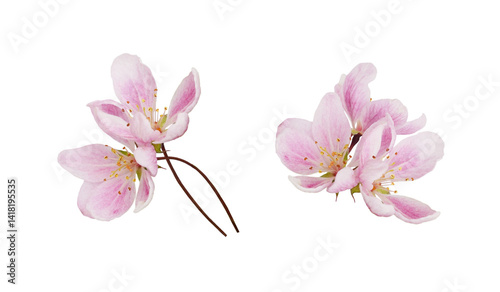 Set of pink flowers of Malus floribunda (profusely flowering apple) isolated on white or transparent background