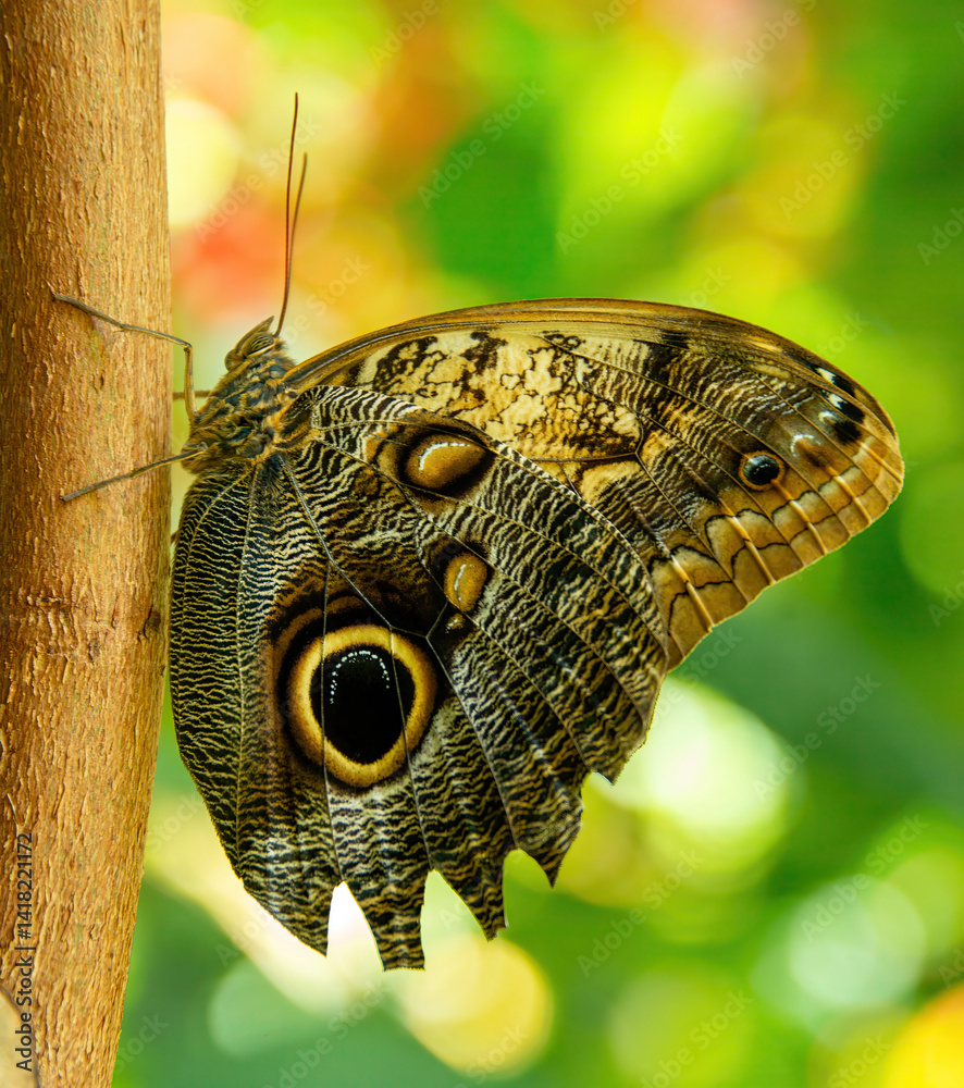 Owl Butterfly