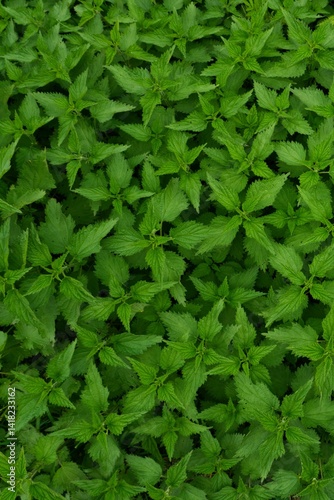A dense green patch of nettle plants with distinctive serrated leaves, creating a rich natural motif. Perfect as a background for ecological and botanical presentations, design projects