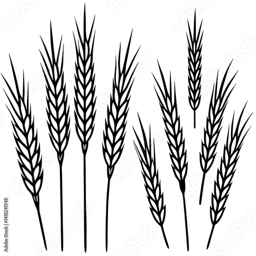 ears of wheat vector illustration