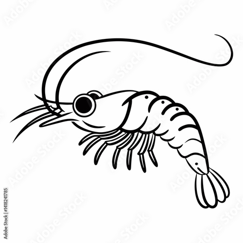 vector illustration of shrimp