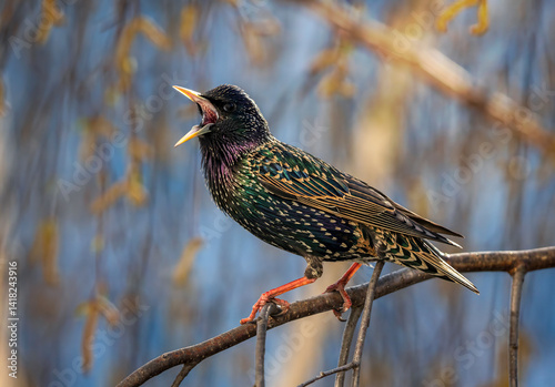 bright and beautiful male bird of colorful starling sits on the branches of b...