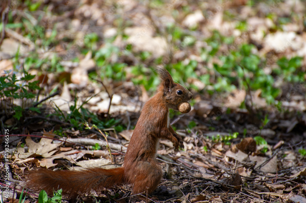 squirrel sitting and holdin nut in teeth squirrel sitting and holdin nut in teeth