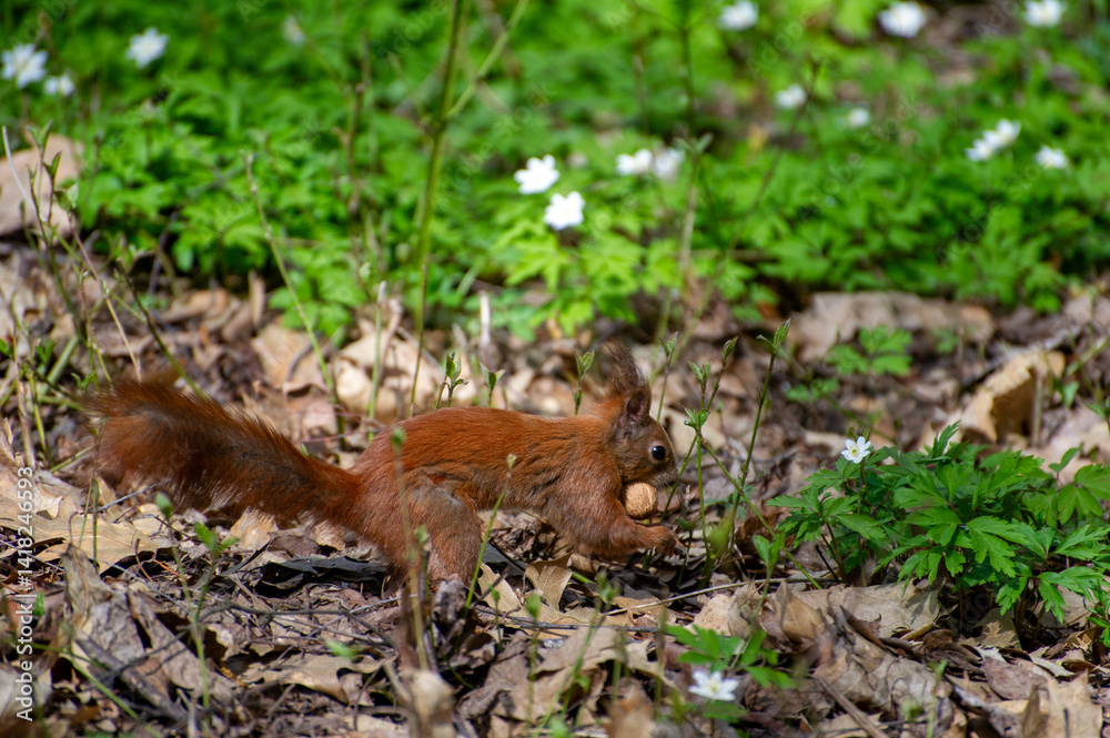 Fototapeta premium red squirrel carries nut in the forest