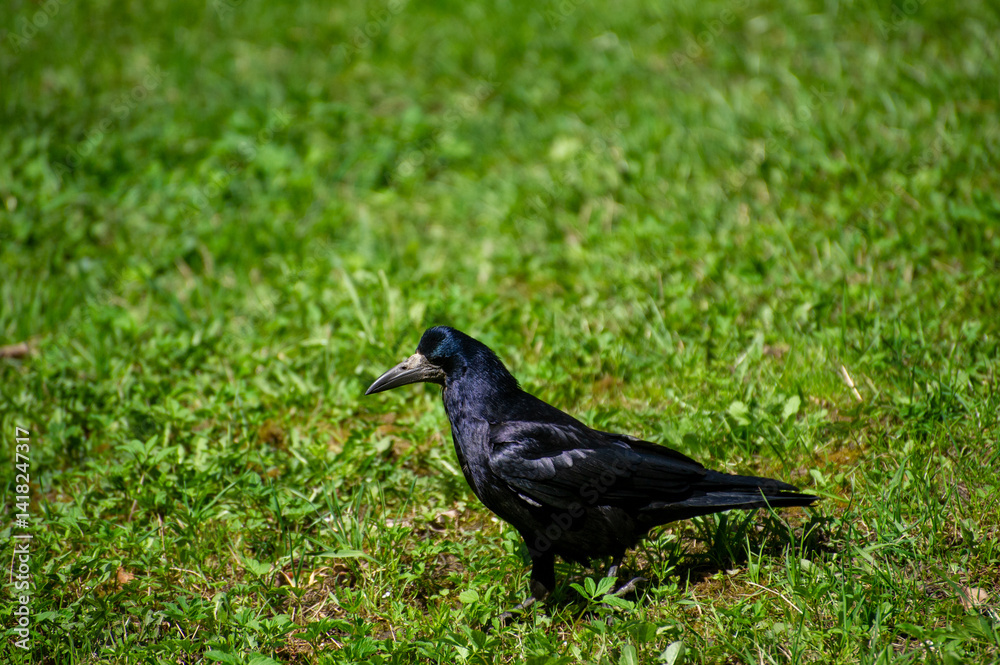 crow on the grass crow on the grass