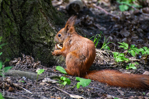 squirrel on the ground eating nut