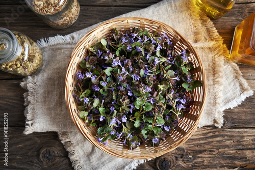 Fresh wild ground-ivy flowers collected in spring