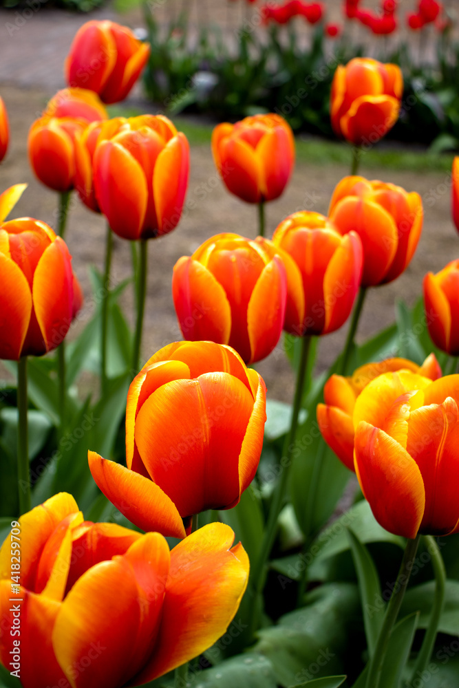 red yellow tulips red yellow tulips