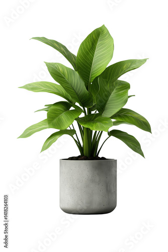 A peace lily plant with large green leaves in a modern gray round pot isolated