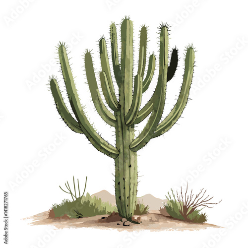 cactus tree illustration on white background