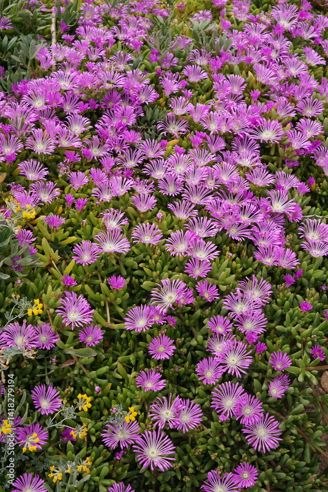 Disphyma crassifolium (L.) L.Bolus, Purple Dewplant, Ibiza, Cala Comte, Spain, Balearic Islands, plants, flowers Disphyma crassifolium (L.) L.Bolus, Purple Dewplant, Ibiza, Cala Comte, Spain, Balearic Islands, plants, flowers