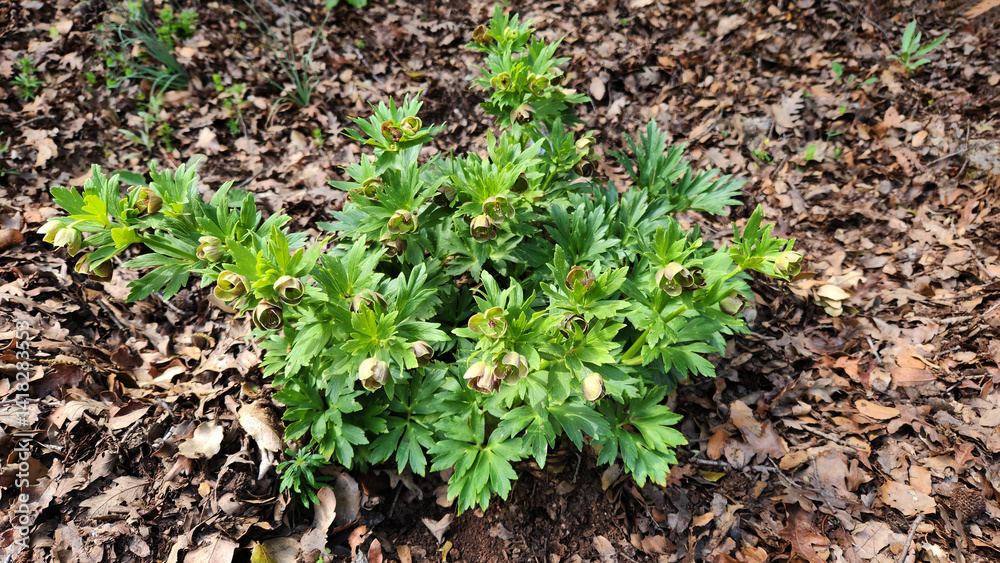 Burst flower (Helleborus vesicarius), ( Burst flower (Helleborus vesicarius), (