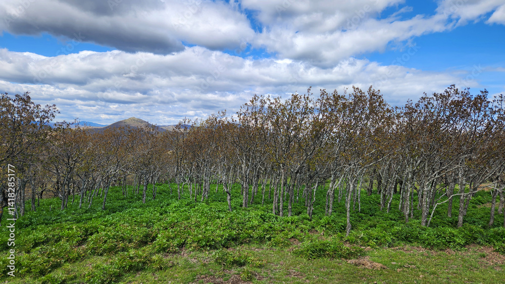 Obraz premium In a plateau of the biodiversity-rich Amanos Mountains, within Osmaniye's Hasanbeyli district in southern Turkey, oak trees prepare for spring.