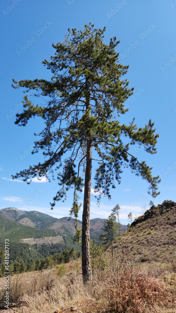 Obraz premium In a logged red pine (Pinus brutia) forest, a designated mother tree awaits, ready to sow the seeds of a new generation.